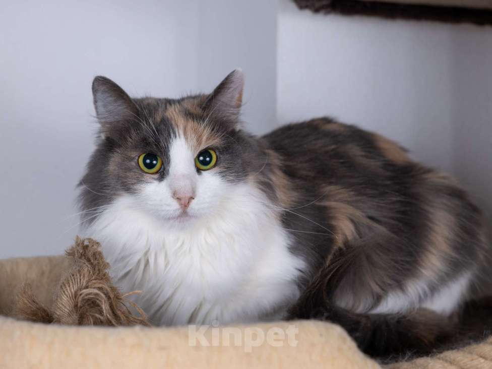 Кошки в Москве: Пушистая трехцветная кошка-красавица Филадельфия в дар Девочка, 1 руб. - фото 2