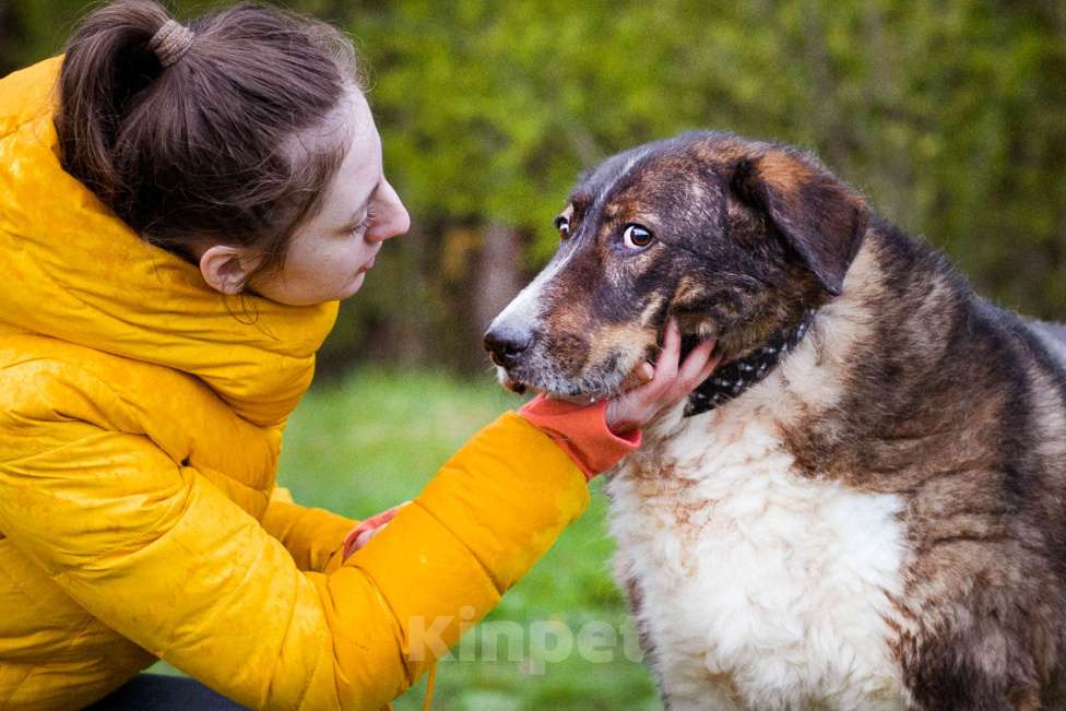 Собаки в Москве: собака из приюта в добрые руки Мальчик, Бесплатно - фото 2