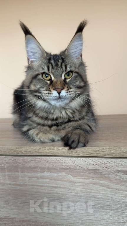 Кошки в Москве: Кошка МСО n22 Девочка, 70 000 руб. - фото 2