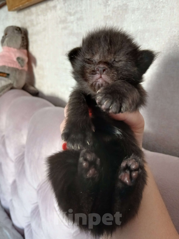 Кошки в Москве: Котята мейн-куны Разнополые, 50 000 руб. - фото 8