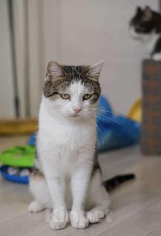 Кошки в Санкт-Петербурге: Герда из приюта Девочка, Бесплатно - фото 4