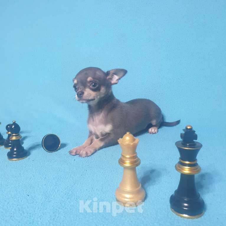 Собаки в Москве: Чихуахуа щенки  Мальчик, Бесплатно - фото 3