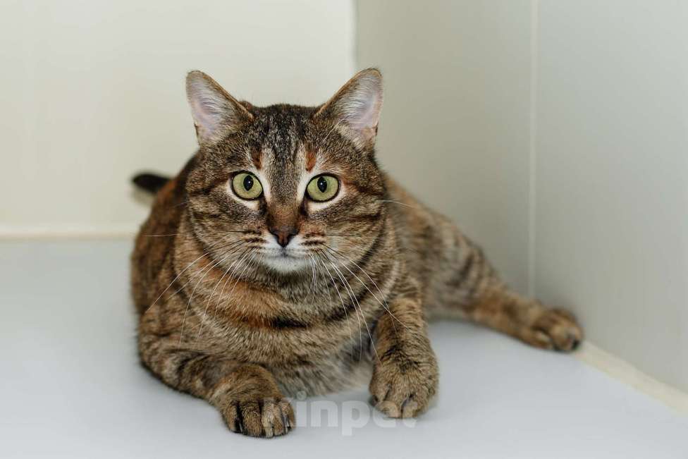 Кошки в Москве: Кому счастье в дом? Девочка, Бесплатно - фото 2