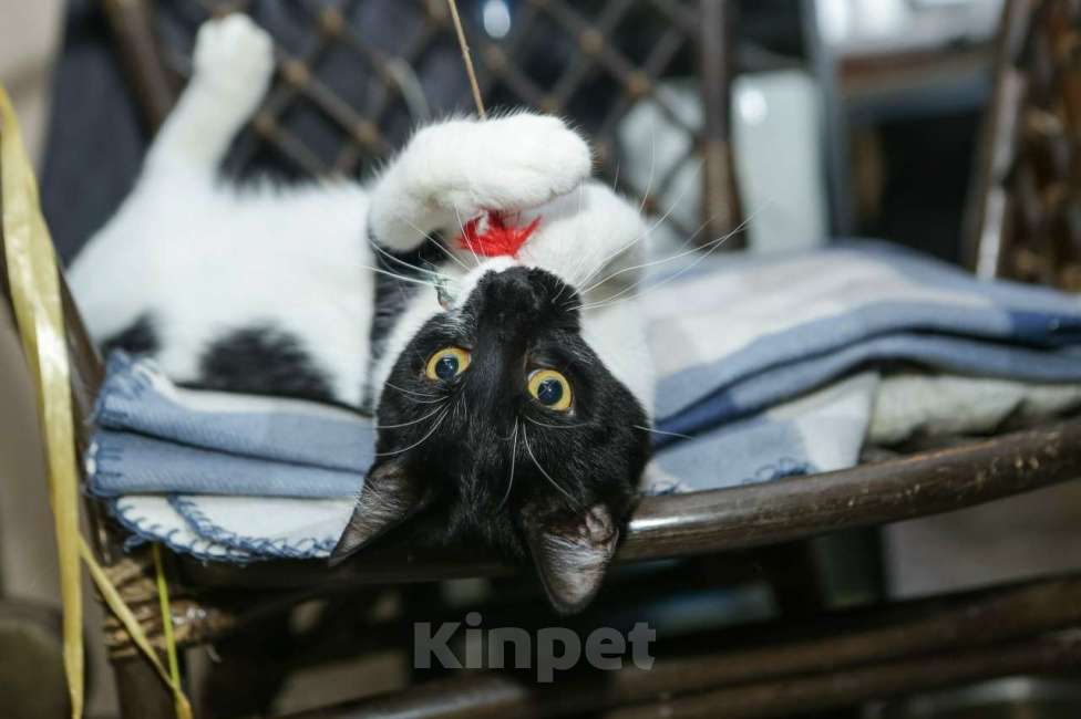 Кошки в Санкт-Петербурге: Котик Назар. Стерилизован Мальчик, Бесплатно - фото 2