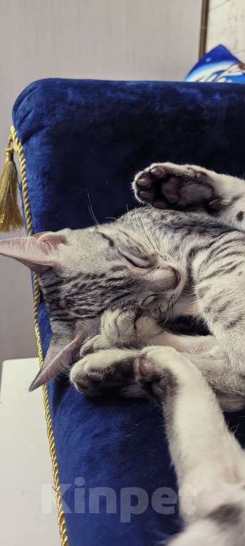 Кошки в Санкт-Петербурге: Котёнок Мау Ермак Мальчик, 50 000 руб. - фото 3