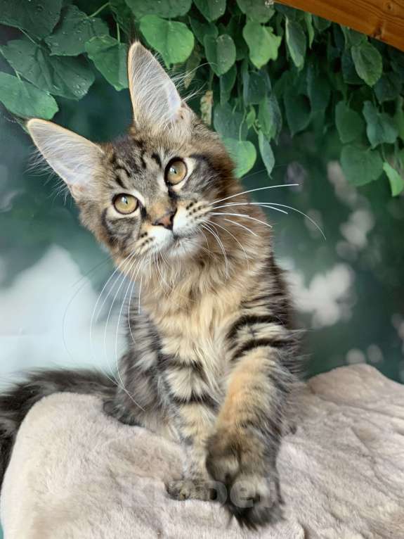 Кошки в Санкт-Петербурге: Котята мейн кун из питомника Nord-Wrstland поедлагаются для резервирования и продажи.  Девочка, 25 000 руб. - фото 4