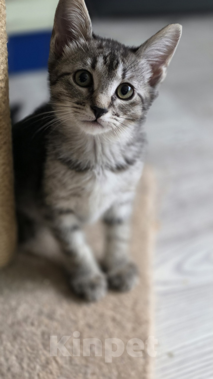 Кошки в Москве: Котятки 2,5 месяца Мальчик, Бесплатно - фото 7