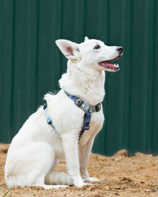 Собаки в других городах Московской области: Я Тува :) Ищу семью Девочка, Бесплатно - фото 4