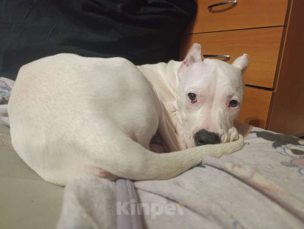 Собаки в Москве: Щенки аргентинского дога Девочка, 20 000 руб. - фото 3