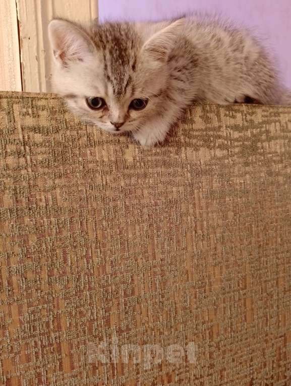 Кошки в других городах Волгоградской области: Шотландский котёнок Мальчик, 3 000 руб. - фото 2