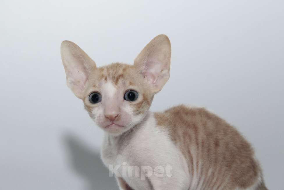 Кошки в Москве: малыши к резервированию. питомник Корнелита Мальчик, 65 000 руб. - фото 2