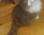 Кошки в Москве: Серый с белым сибирский котик Мальчик, Бесплатно - фото 6