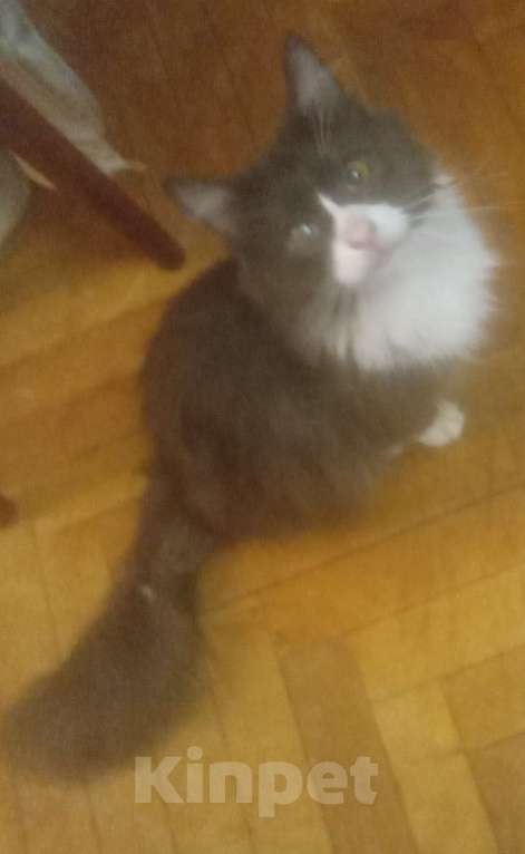 Кошки в Москве: Серый с белым сибирский котик Мальчик, Бесплатно - фото 6