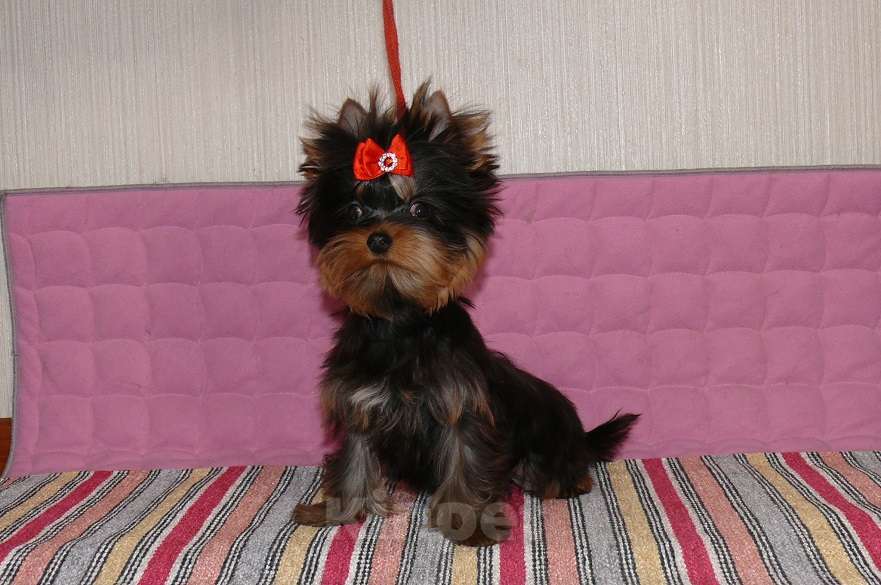 Собаки в Королеве: Йорк мальчик мини, 4,5 мес Мальчик, 23 000 руб. - фото 3