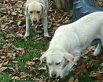 Собаки в Майкопе: Ждём даму, 1 руб. - фото 3