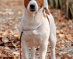 Собаки в Новосибирске: Джек Рассел терьер вязка, 1 руб. - фото 2