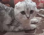 Кошки в Майкопе: Котодети, 5 000 руб. - фото 1