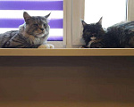 Кошки в Лянторе: Мейн-куны, 35 000 руб. - фото 5