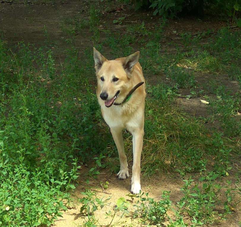 Собаки в Москве: Отдаем собаку в добрые руки Мальчик, Бесплатно - фото 3