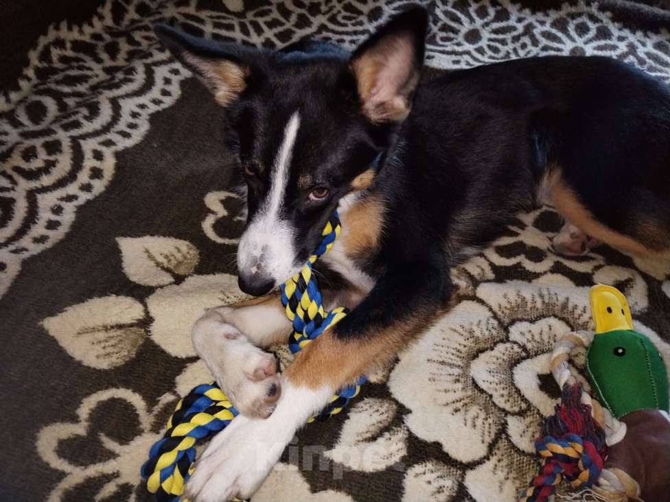 Собаки в Москве: Ищем ответственных хозяев для прекрасной собаки Эльзы. Девочка, Бесплатно - фото 6