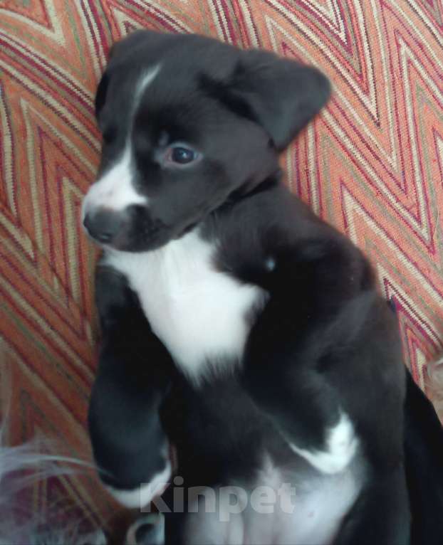 Собаки в других городах Иркутской области: Щенок русского спаниеля Девочка, Бесплатно - фото 6