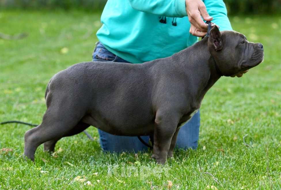 Собаки в Москве: Американский булли щенки  Девочка, 100 000 руб. - фото 3