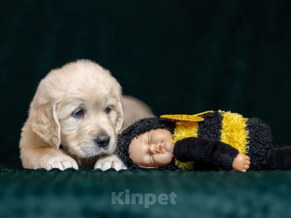 Собаки в других городах Московской области: золотистые ретриверы Мальчик, 120 000 руб. - фото 9