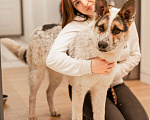 Собаки в Москве: Дольче в поисках дома Девочка, Бесплатно - фото 6