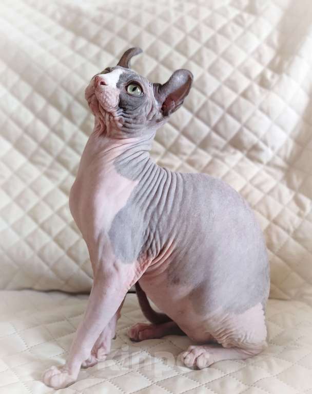 Кошки в других городах Краснодарского края: Эльф, канадский сфинкс, подросток  Мальчик, 30 000 руб. - фото 1