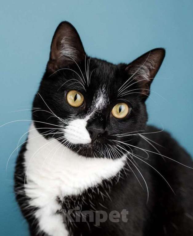 Кошки в Москве: Ищете друга своей кошке или коту? Наш идеальный кот Антонио ждет вас! Мальчик, 1 руб. - фото 2