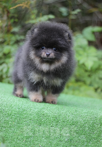 Собаки в Санкт-Петербурге: ММальчик ч/п шпиц Мальчик, 70 000 руб. - фото 2