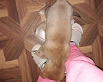Собаки в Новосибирске: Отдам щенков в добрые руки  Мальчик, 1 руб. - фото 6