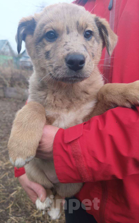 Собаки в Москве: Найденыш-бездомыш Девочка, Бесплатно - фото 1