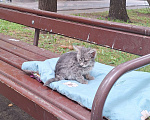 Кошки в Москве: Малыш ищет дом Мальчик, Бесплатно - фото 3