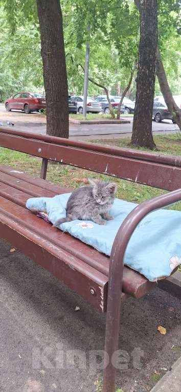 Кошки в Москве: Малыш ищет дом Мальчик, Бесплатно - фото 3