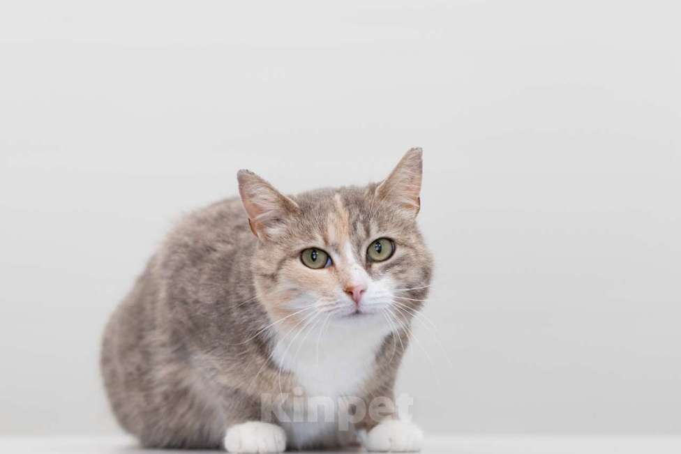 Кошки в Москве: кошка Кайа в добрые руки Девочка, Бесплатно - фото 4