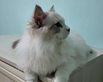 Кошки в Анапе: Котёнок породы рэгдолл Грэй  Мальчик, 20 000 руб. - фото 3