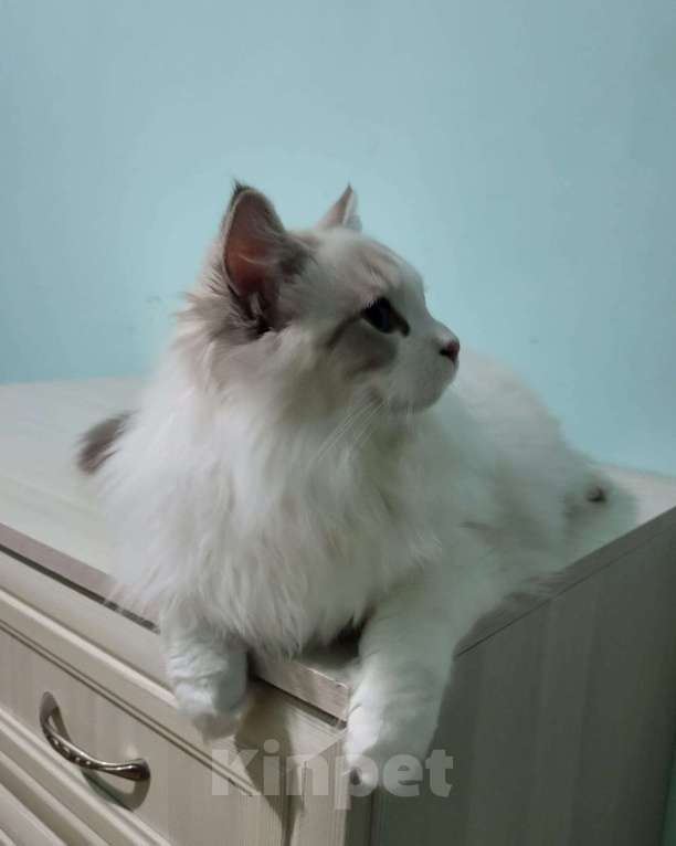 Кошки в Анапе: Котёнок породы рэгдолл Грэй  Мальчик, 20 000 руб. - фото 3