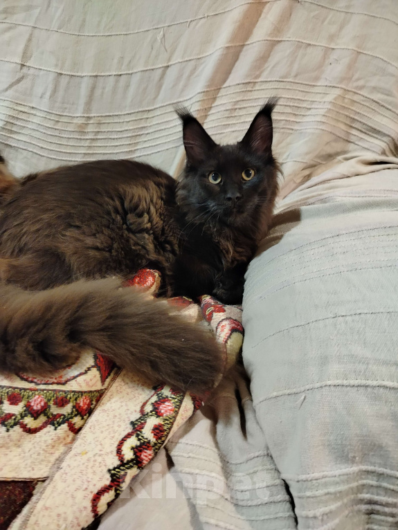 Кошки в Новосибирске: Коты Мальчик, 40 000 руб. - фото 8