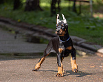 Собаки в Зеленограде: Кобель 2 мес  Мальчик, 100 000 руб. - фото 2