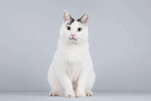 Котейка Андрейка ищет доброе сердце. 