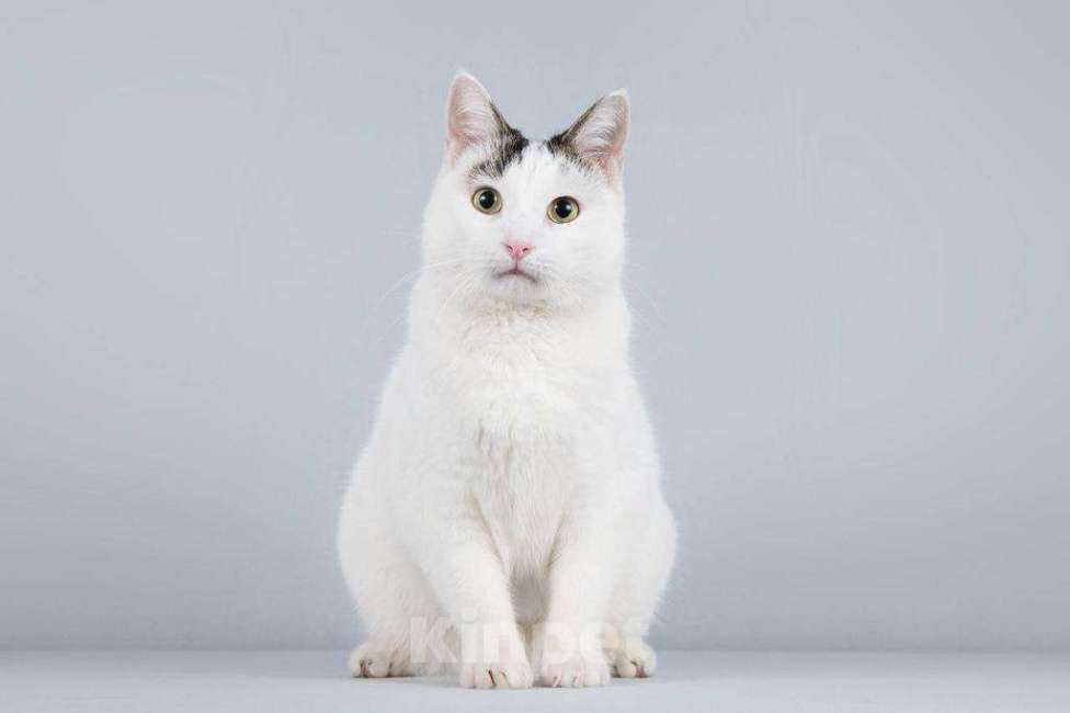 Кошки в Москве: Котейка Андрейка ищет доброе сердце.  Мальчик, Бесплатно - фото 1