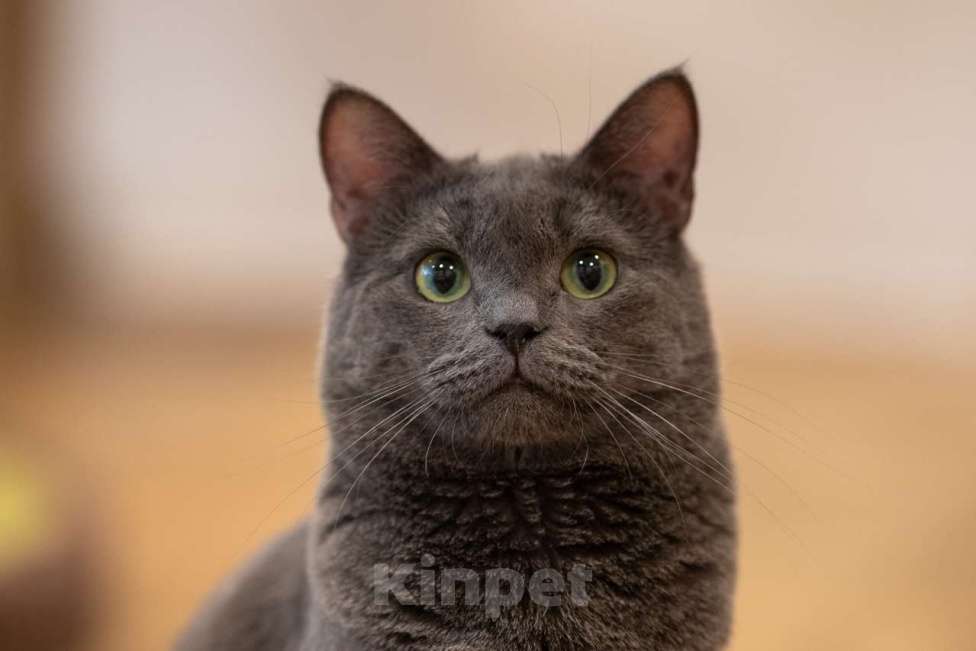 Кошки в Москве: кот Артур в добрые руки Мальчик, Бесплатно - фото 7