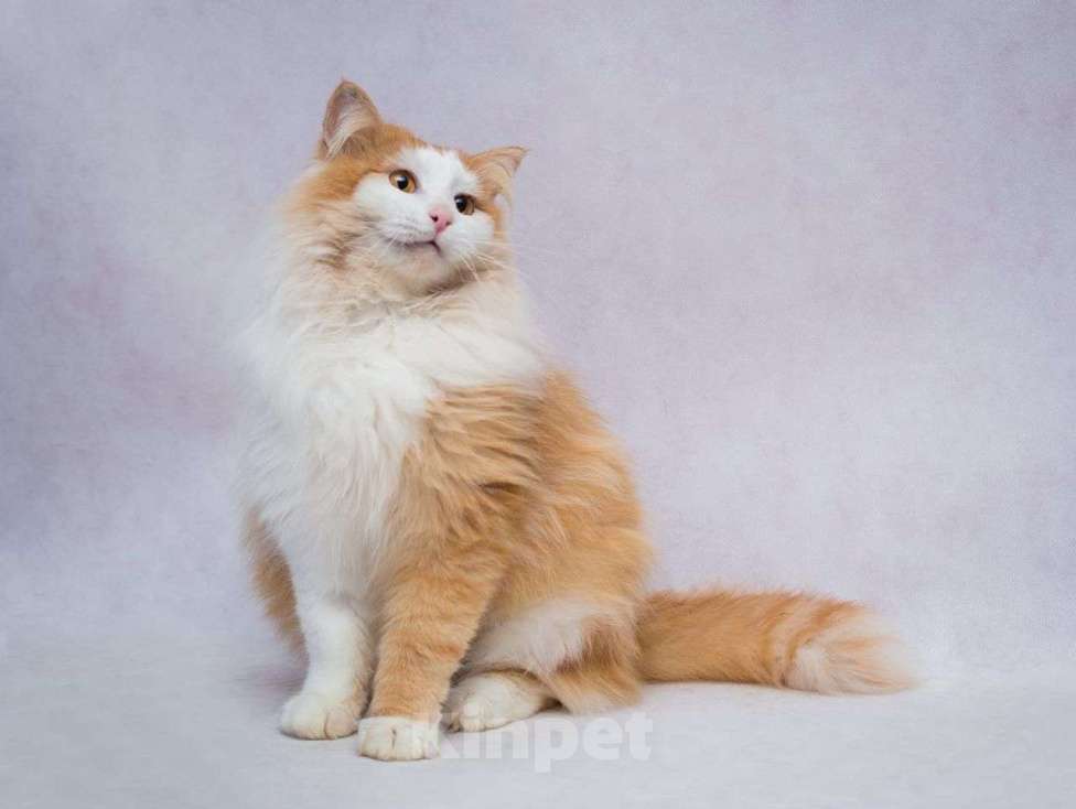 Кошки в Москве: Очаровательный пушистый рыжий котик ищет любящую семью! Мальчик, Бесплатно - фото 3