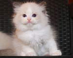 Кошки в Санкт-Петербурге: рэгдолл Мальчик, 65 000 руб. - фото 4