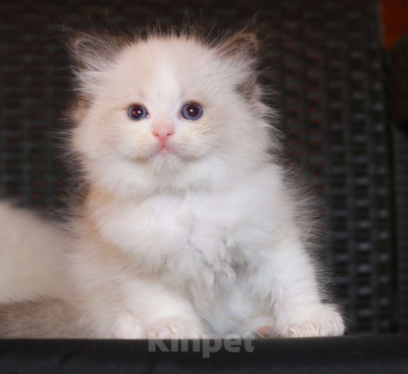 Кошки в Санкт-Петербурге: рэгдолл Мальчик, 65 000 руб. - фото 4