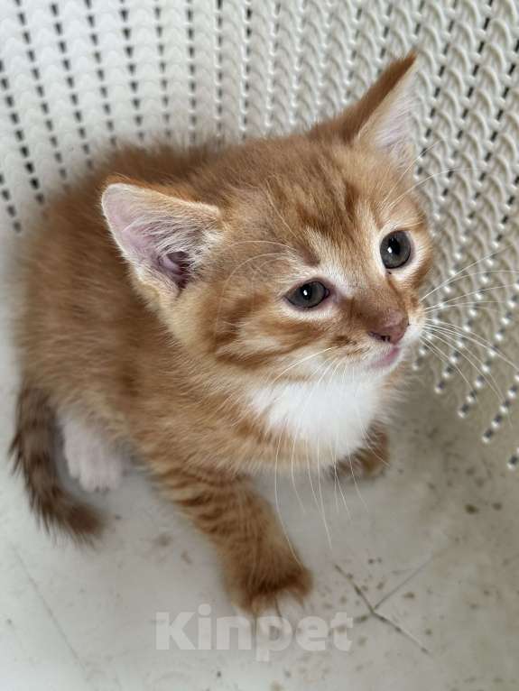 Кошки в Москве: Котята 2 месяца  Мальчик, Бесплатно - фото 4