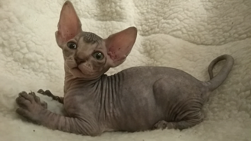 Мальчик донской ДГГ цветной