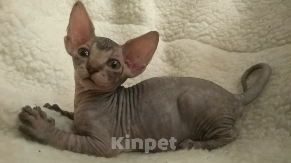 Кошки в Курске: Мальчик донской ДГГ цветной Мальчик, 18 000 руб. - фото 1