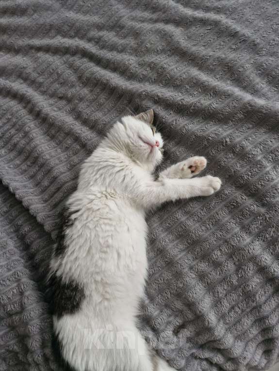 Кошки в Сергиеве Посаде: Котёнок в добрые руки  Девочка, Бесплатно - фото 1